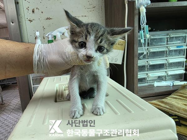 종료(자연사) 한국…